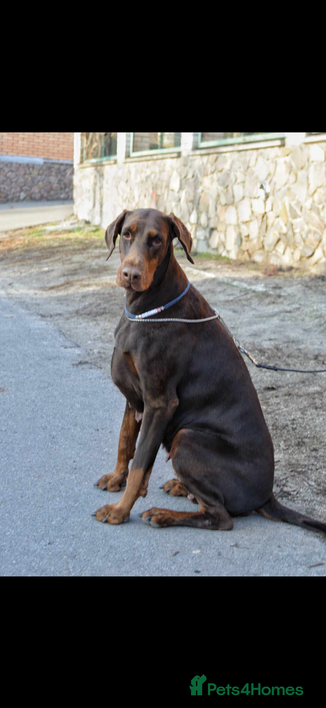 Dobermann dogs for sale: 6 month old stunning male  - Image 5