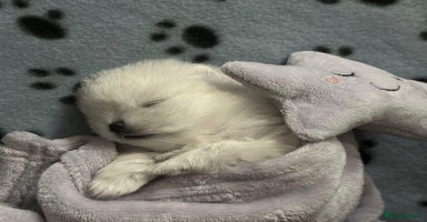 Pomeranian dogs - Advert 10