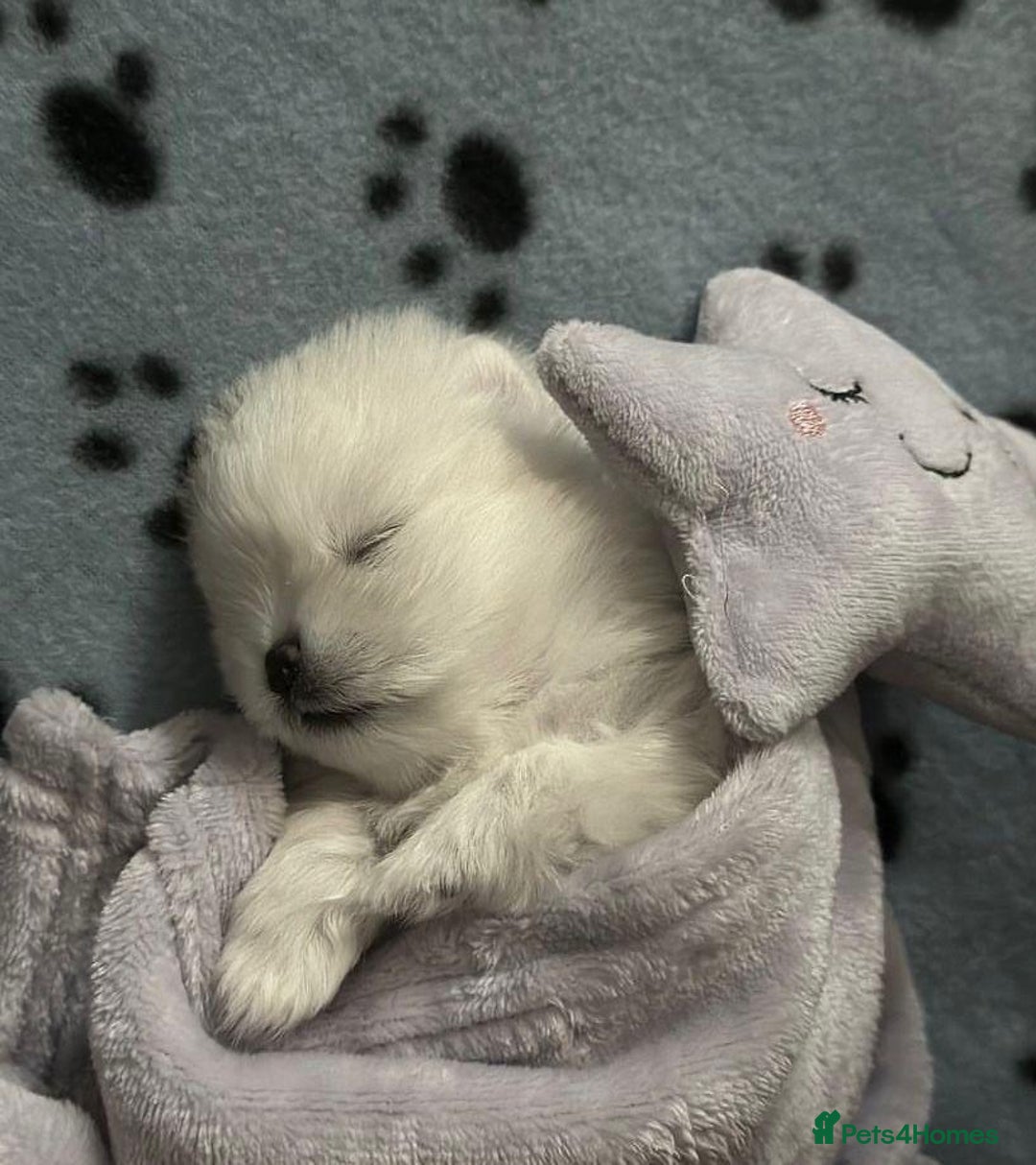 Pomeranian dogs for sale: READY 2nd August KC White Teddy Bear Poms - Image 2