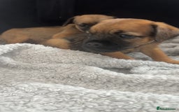 Border Terrier dogs for sale: 2 Lovely border pups - Image 2