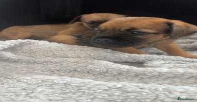 Border Terrier dogs - Advert 6