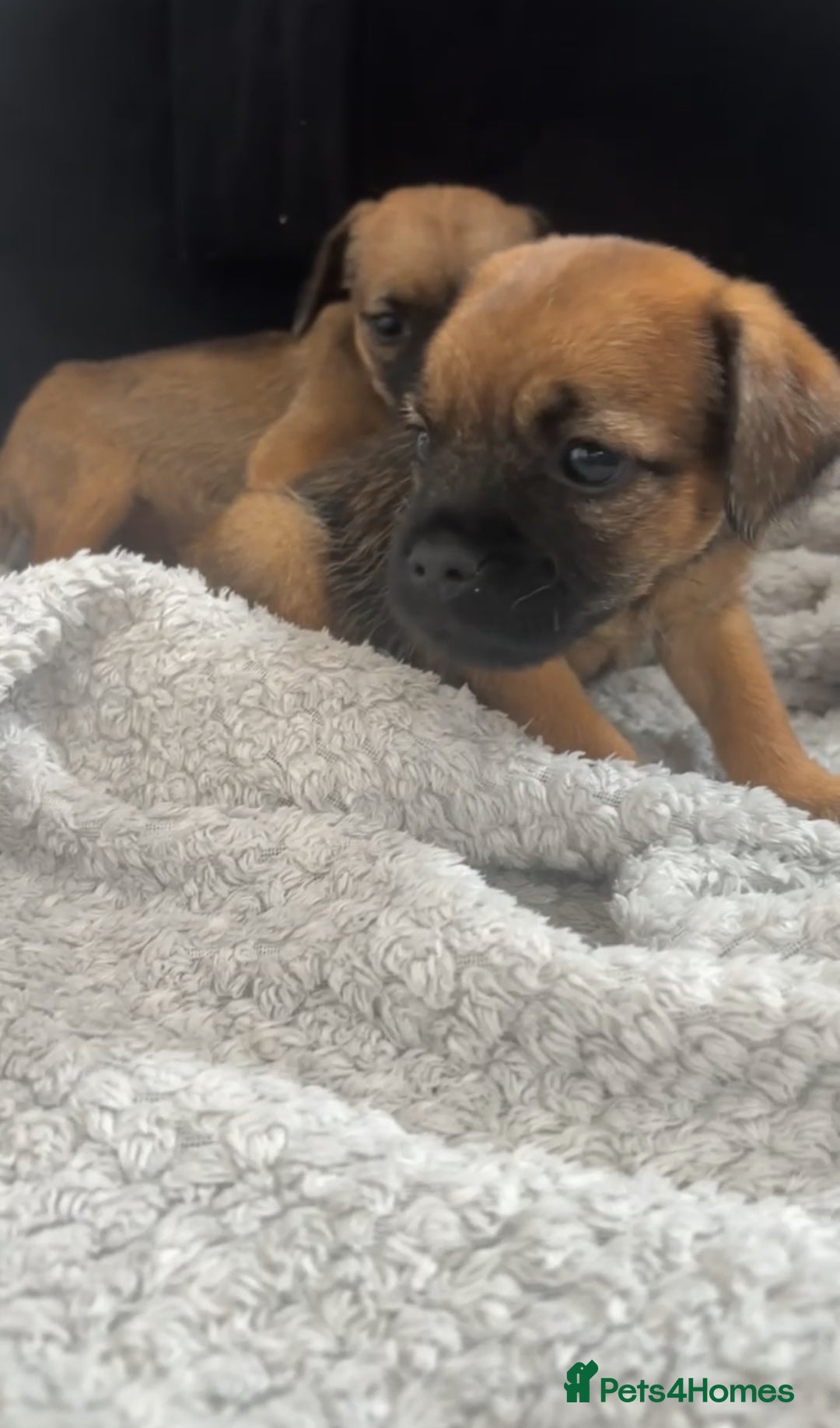 Border Terrier dogs for sale: 2 Lovely border pups - Image 2