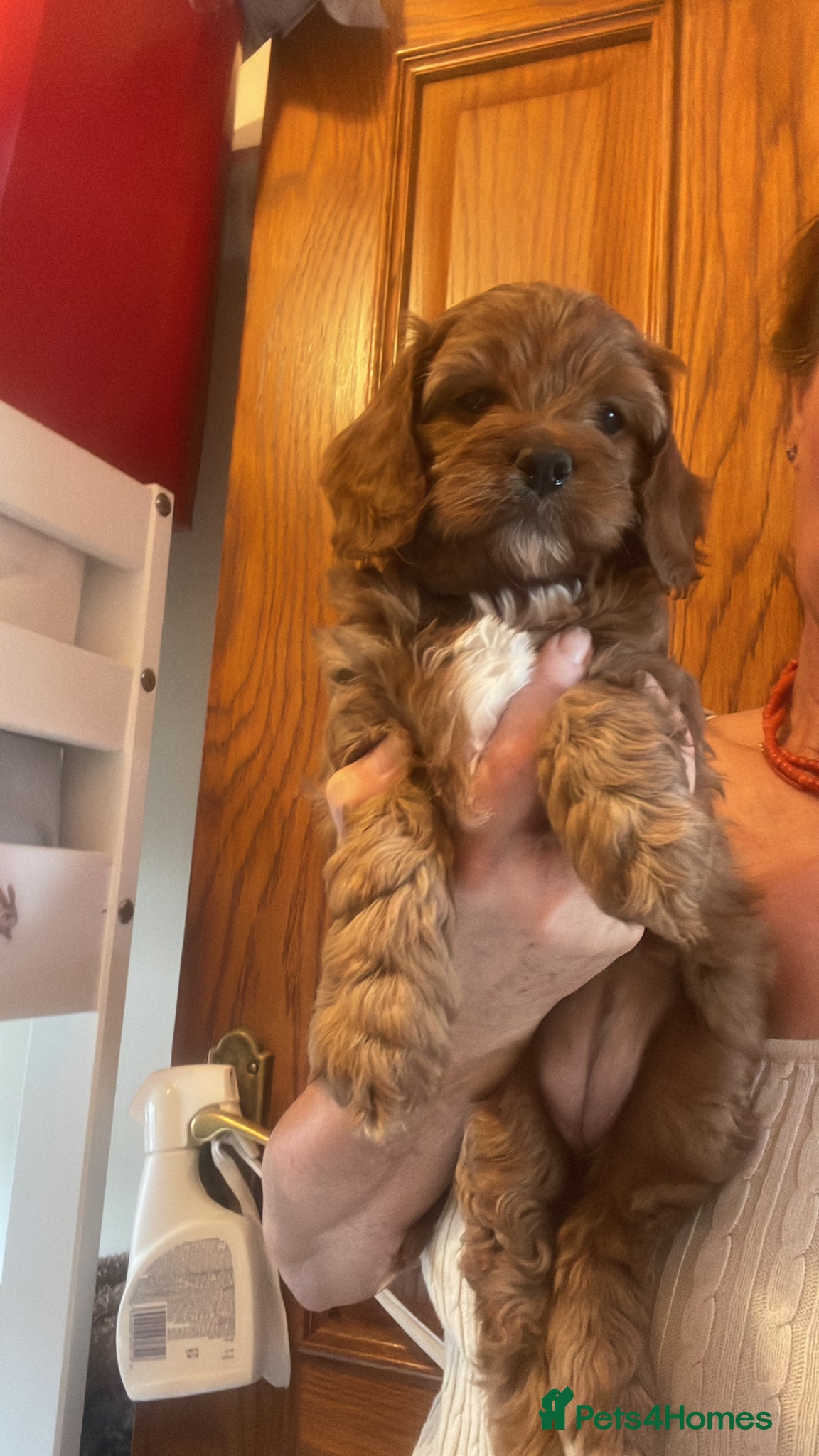 Cavapoo dogs Cavapoooo f1  - Advert 1