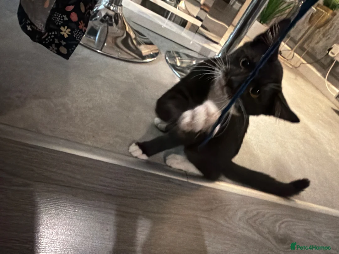 Mixed Breed cats for sale: Ralph - Advert 2