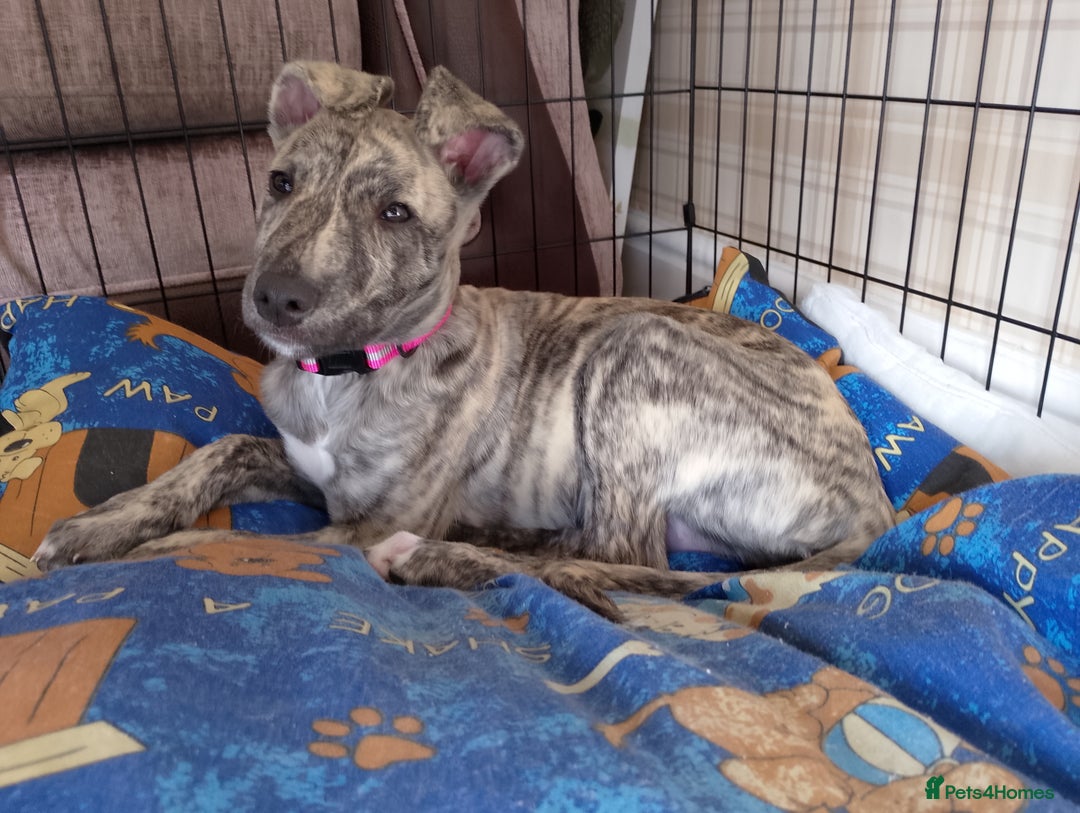 Whippet dogs for sale: Whippet  - Image 3