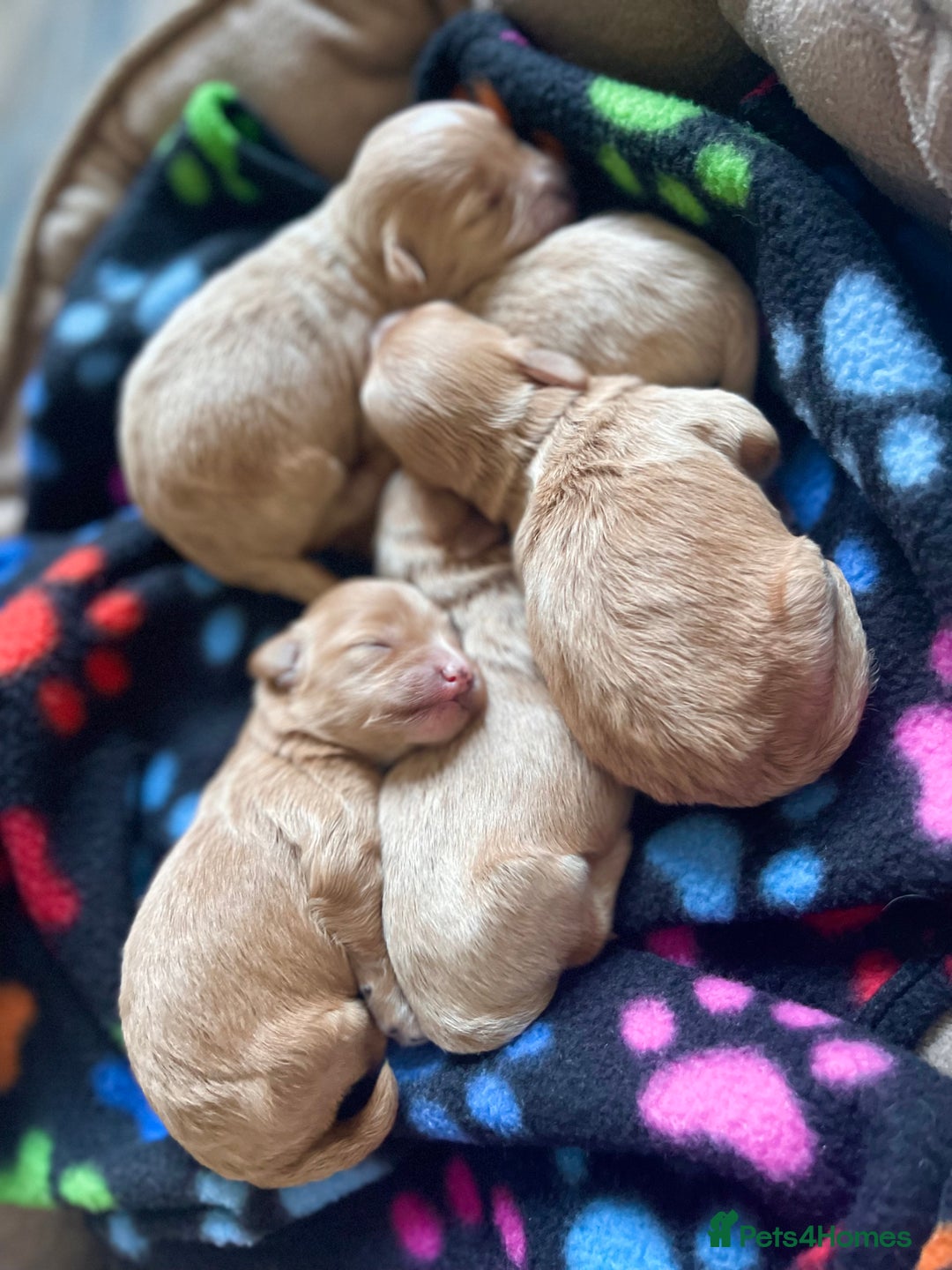 Maltipoo dogs for sale: Premium Red Caramel Maltipoo puppies F1 - Advert 3