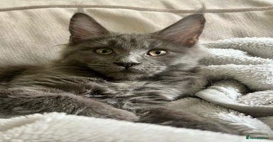 Maine Coon cats - Advert 6