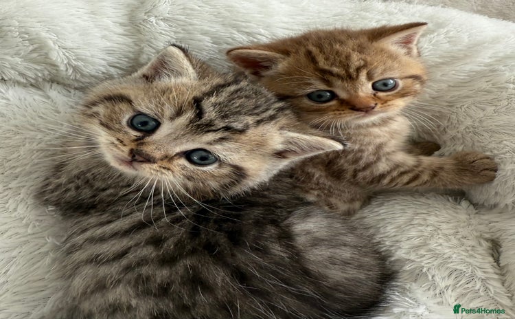 British Shorthair cats - Advert 8