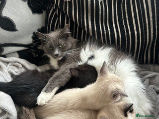 Ragdoll cats Ragdoll mix - Advert 2