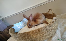 Rex rabbits for sale: Lovely Rex rabbit babies  - Image 15
