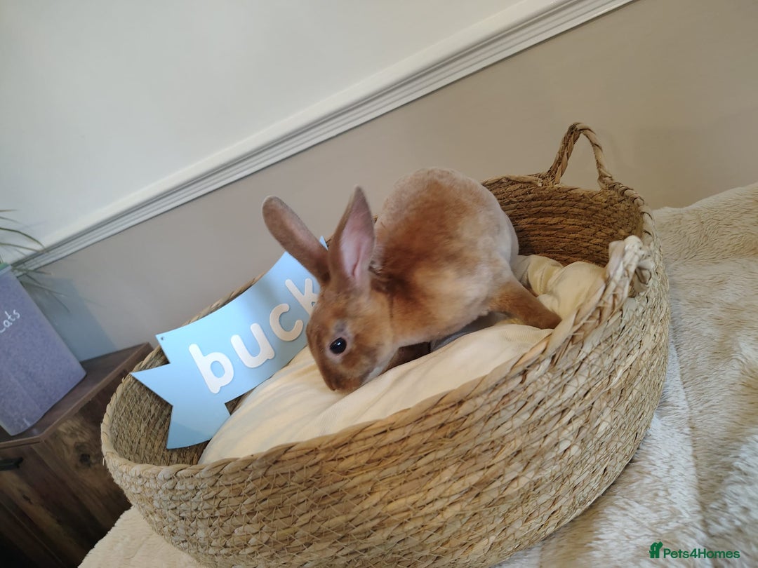 Rex rabbits for sale: Lovely Rex rabbit babies  - Image 15