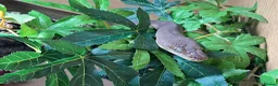 Snake reptiles for sale: Royal Pythons, Boa, Olive python Hoggies, Tortoise in Andover - Advert 6