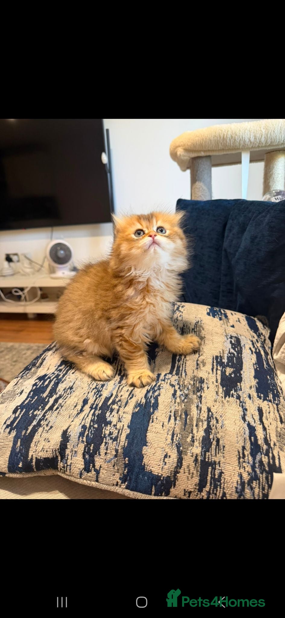 Scottish Fold cats Stunning scottish fold male kitten - Advert 4