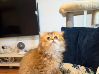 Scottish Fold cats Stunning scottish fold male kitten - Advert 6