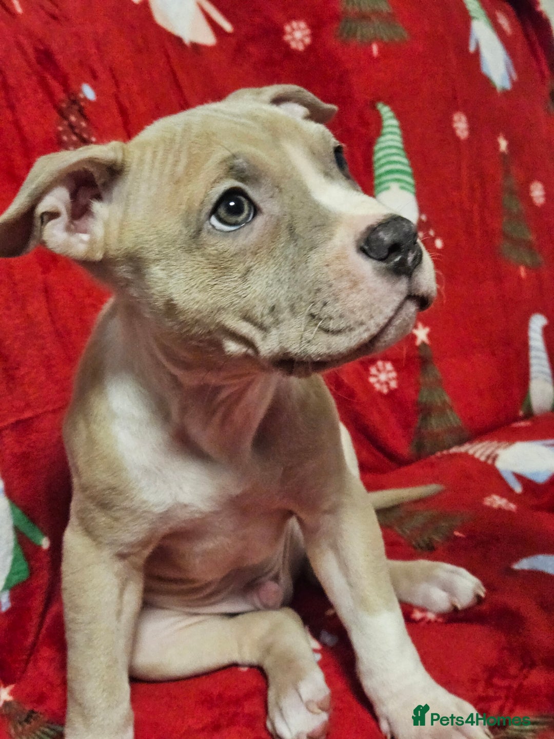 American Bully dogs for sale:  litter of AmericanBully(ABKC)  Standart/Pocket - Advert 7