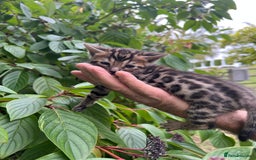 Bengal cats for sale: Tica registered baby Bengal Boys  - Image 8
