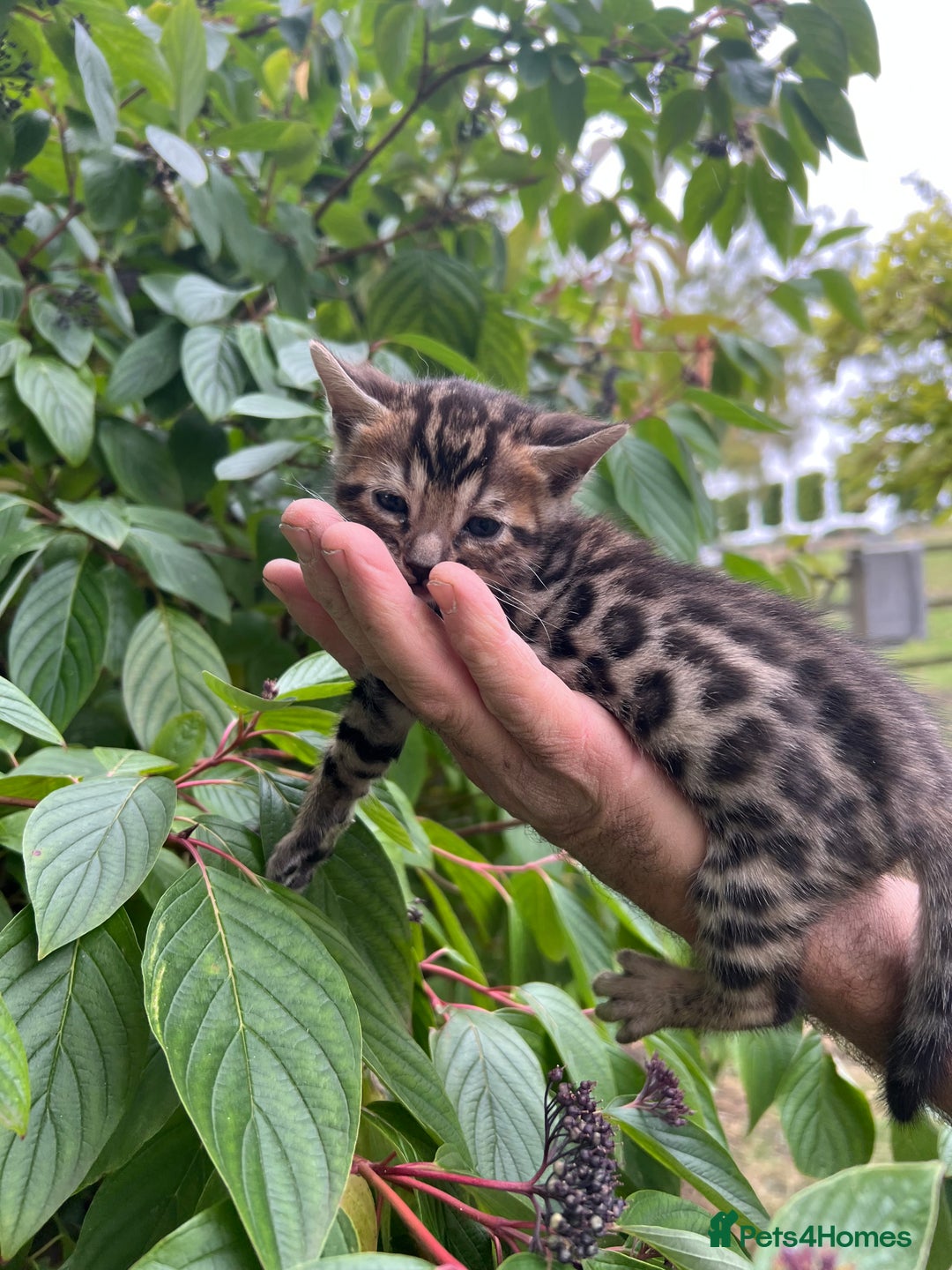 Bengal cats for sale: Tica registered baby Bengal Boys  - Image 8
