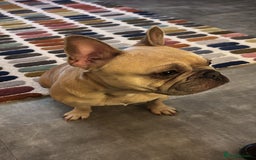 French Bulldog dogs for adoption: Female French bulldog  - Image 5