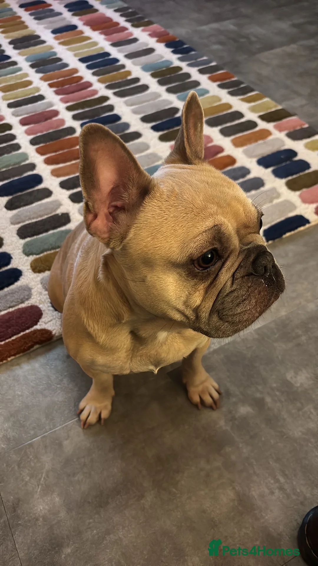 French Bulldog dogs for adoption: Female French bulldog  - Advert 5