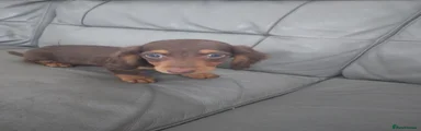 Miniature Dachshund 4