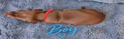 Miniature Dachshund dogs for sale: ❤️KC registered 8 Miniature Dachshund Puppies ❤️ - Advert 9