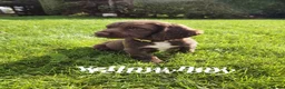 Sprocker dogs for sale: Sprocker Spaniel puppies  - Advert 3