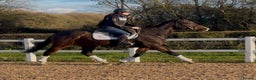 English Thoroughbred horses for sale: Smart Project  - Advert 6