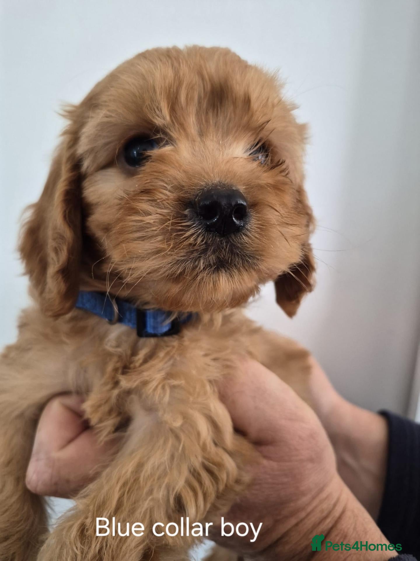 Cockapoo dogs F1 Cockapoo Puppies - Advert 5