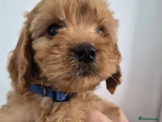 Cockapoo dogs F1 Cockapoo Puppies - Advert 5