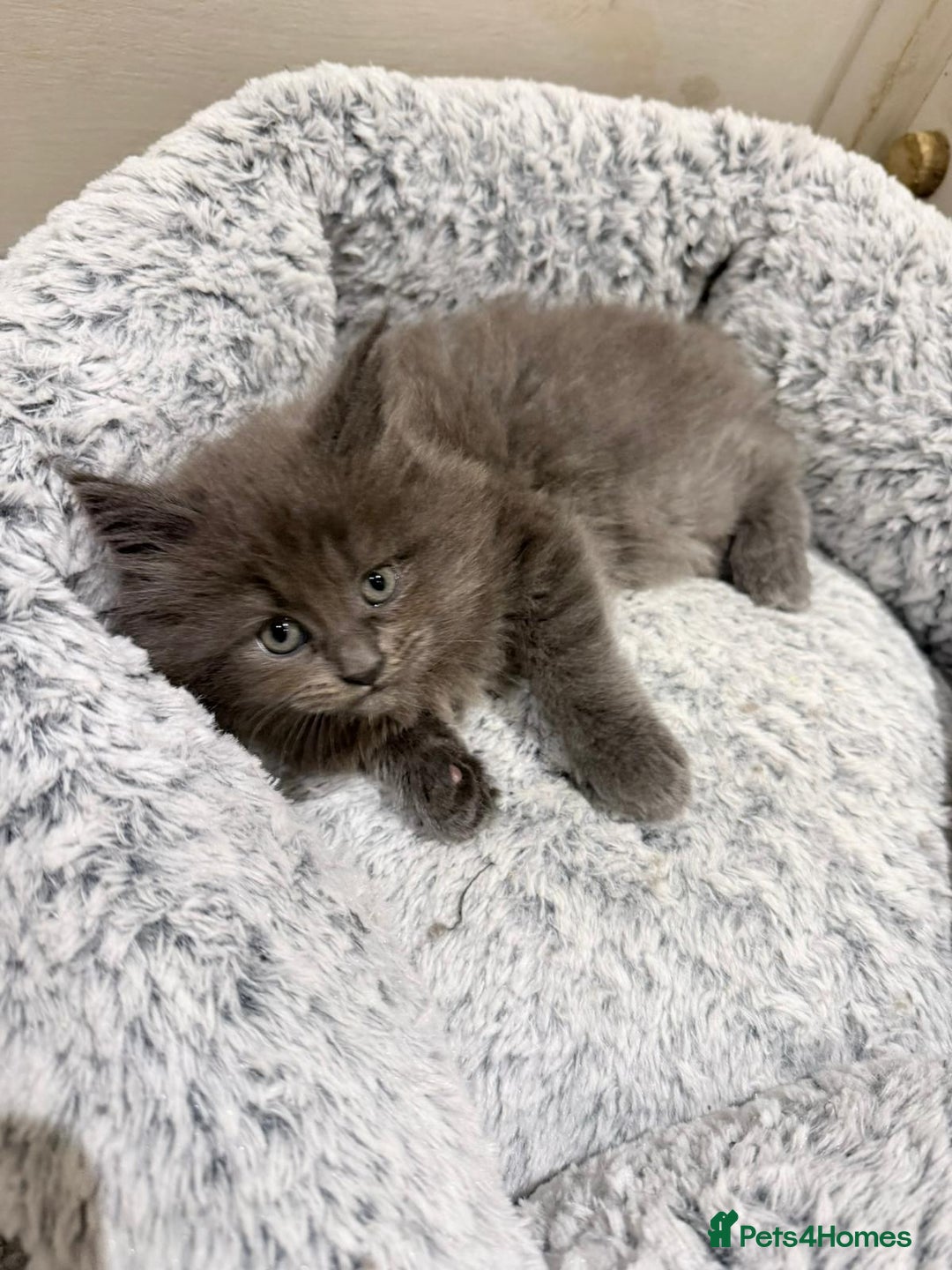 Maine Coon cats for sale: Two beautiful male Maine Coons - Advert 7