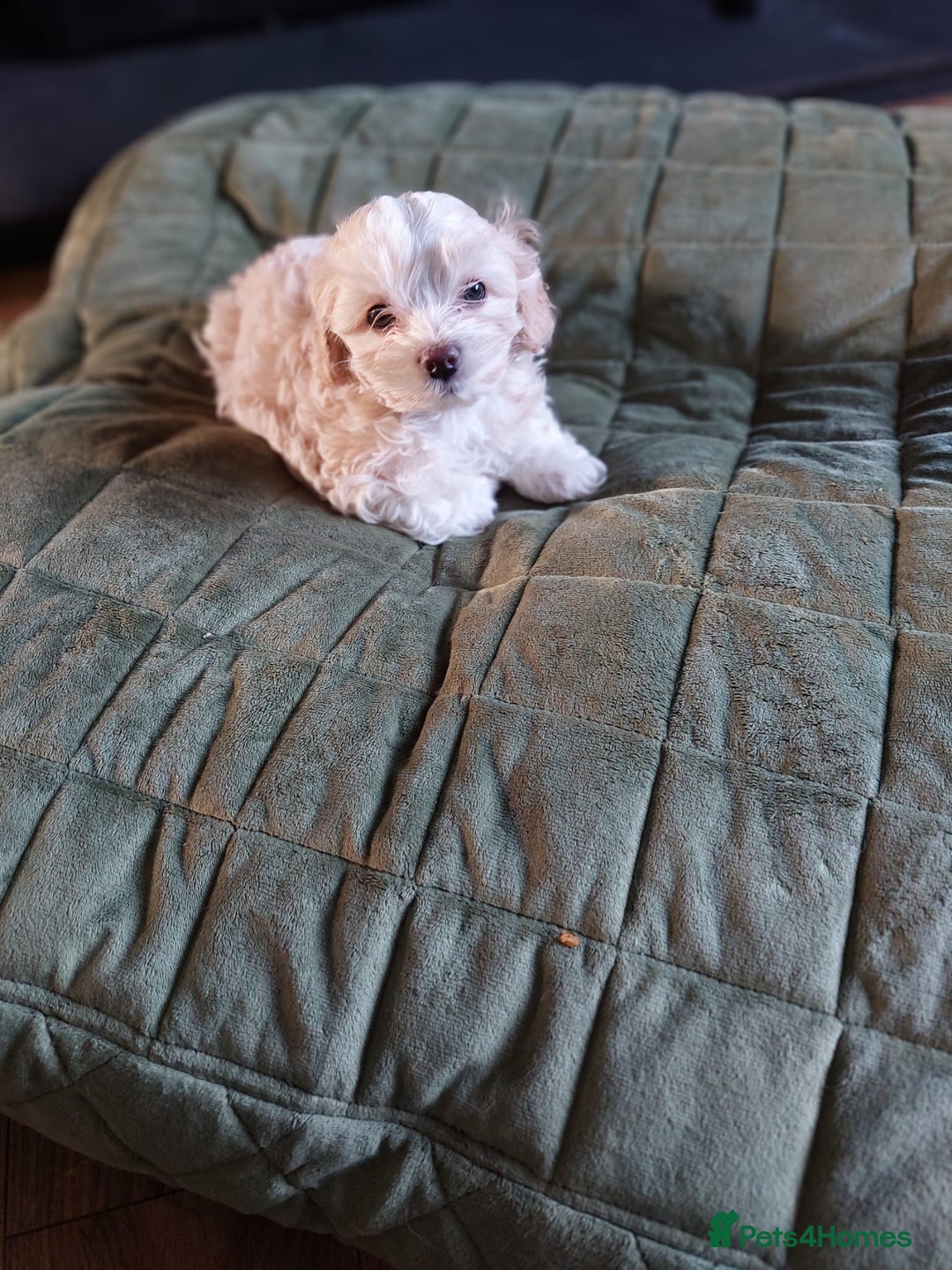 Shihpoo dogs for sale: 6 shihpoo puppy's got sale  - Advert 7