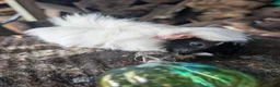 Guinea Pig rodents for sale: Guinea pigs - Advert 3