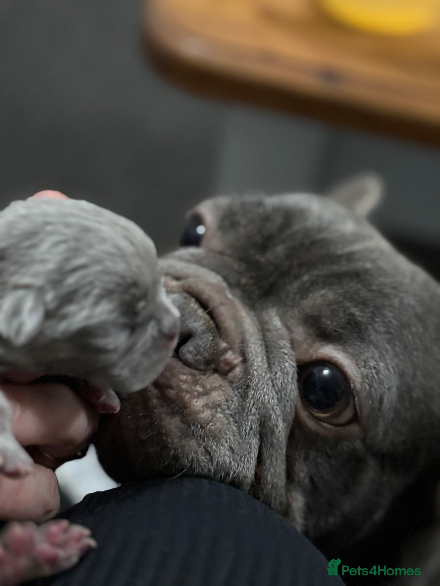 French Bulldog dogs Beautiful KC Registered French bulldog puppies - Advert 2