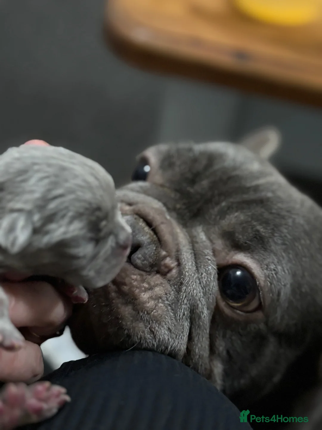 French Bulldog dogs for sale: Beautiful KC Registered French bulldog puppies in London - Advert 1