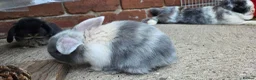 Mini Lop rabbits for sale: Two boys and two girls wait for new home in Ilkeston - Advert 4