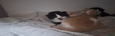 Mixed Breed Kitten 8