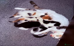 Domestic Shorthair cats for sale: 1 male and 2 female cats for sale - Image 2