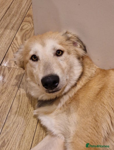 Gallery Image {{count}}