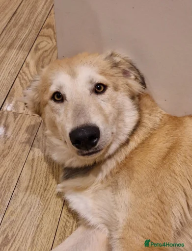 Gallery Image {{count}}