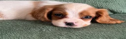 Cockalier dogs for sale: Beautiful, health tested cockalier puppies.  - Advert 32