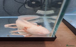 Axolotl reptiles for sale: Axolotl x2 - Image 9