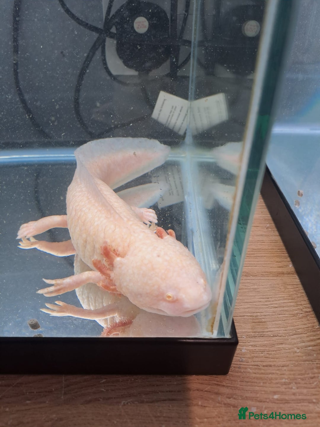 Axolotl reptiles for sale: Axolotl x2 - Image 9