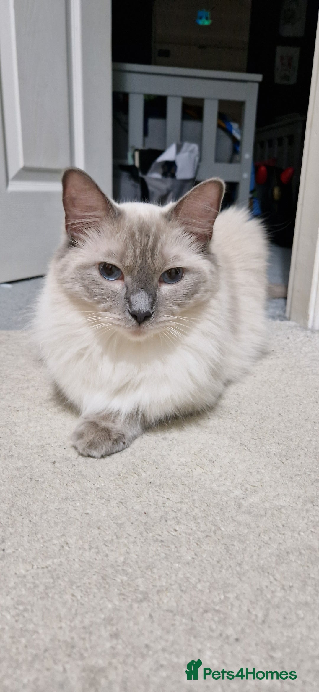 Ragdoll cats for sale: Beautiful Rag Doll Girl - Available Now - Advert 4