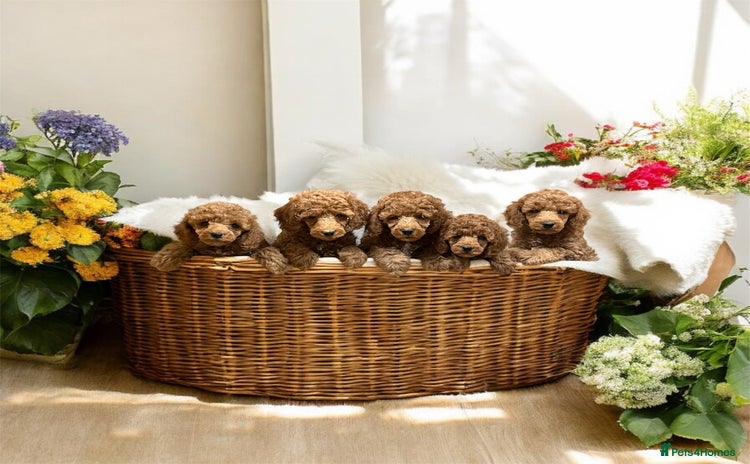 Miniature Poodle dogs - Advert 8