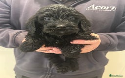 Cockapoo dogs for sale: Cockapoos  - Advert 6