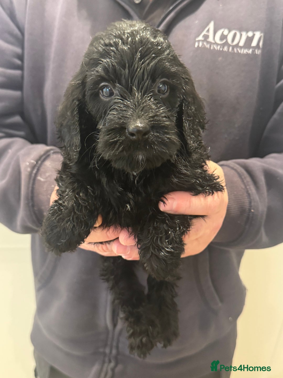 Cockapoo dogs for sale: Cockapoos  - Advert 6