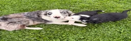 Border Collie dogs for sale: BEAUTIFUL BORDER COLLIE PUPS - Advert 3