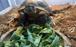 Tortoise reptiles for sale: Female Horsefield tortoise  - Advert 1