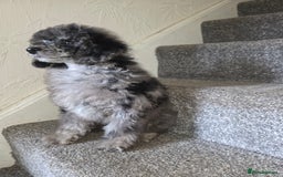 Toy Poodle dogs for sale: merle toy poodle  - Image 9