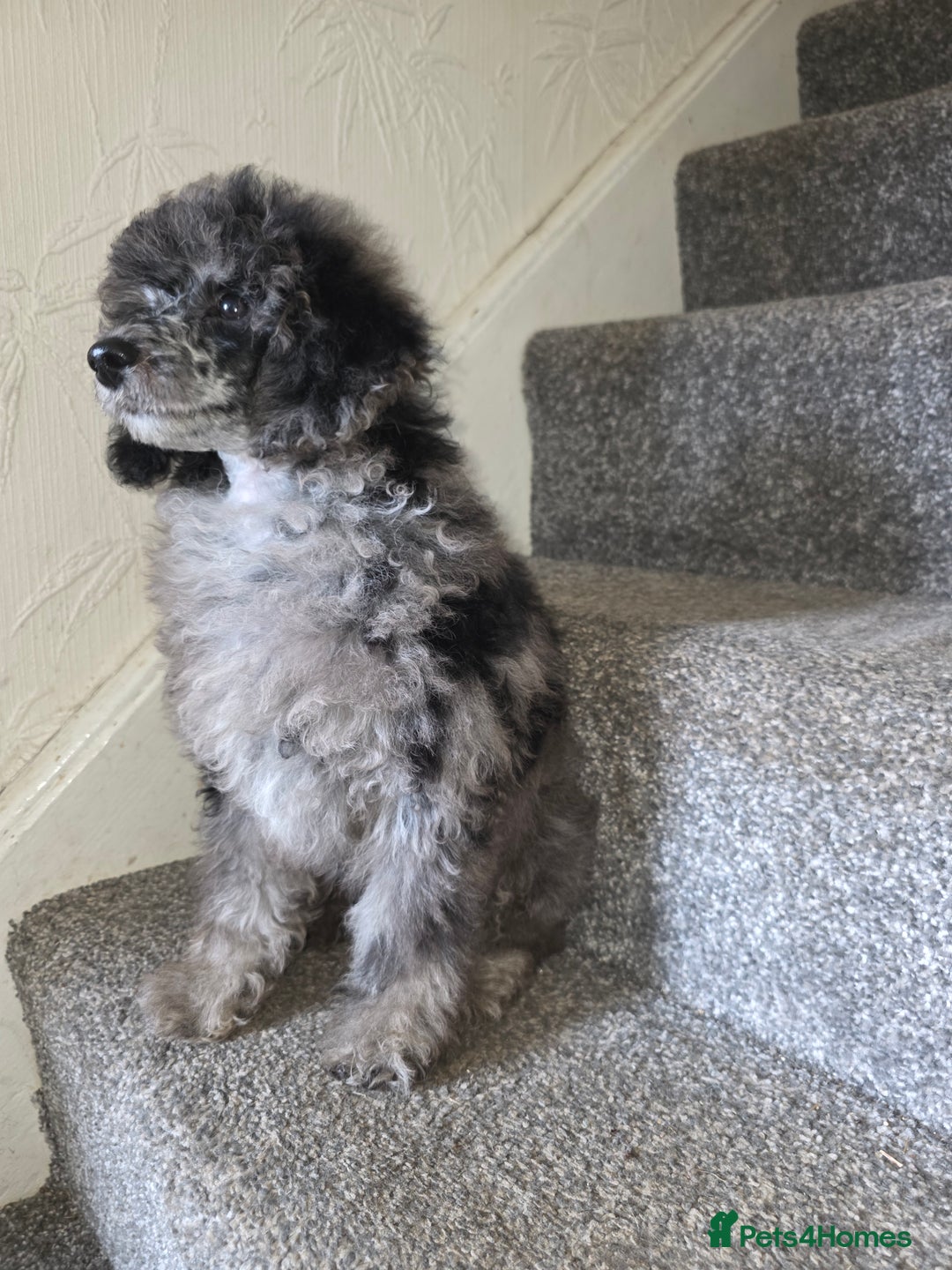 Toy Poodle dogs for sale: merle toy poodle  - Image 9